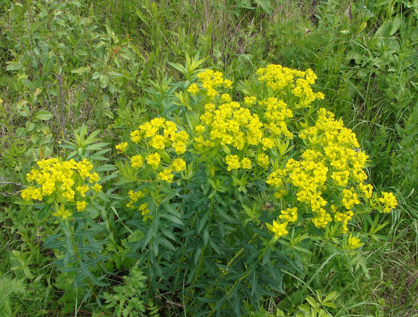 Изображение особи Euphorbia semivillosa.