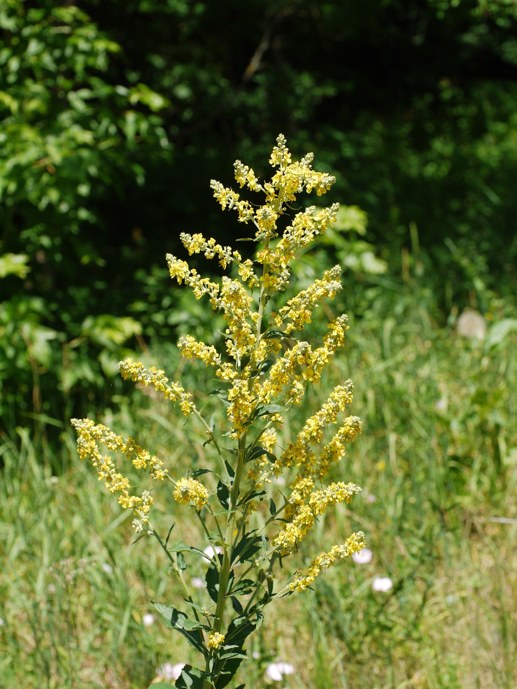 Изображение особи Verbascum lychnitis.