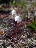 Cassiope lycopodioides. Верхушки побегов с цветками. Магаданская обл., окр. г. Магадан, п-ов Старицкого, каменистая сопка над морем. 07.07.2018.