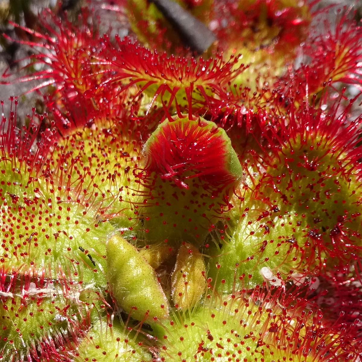 Изображение особи Drosera cuneifolia.