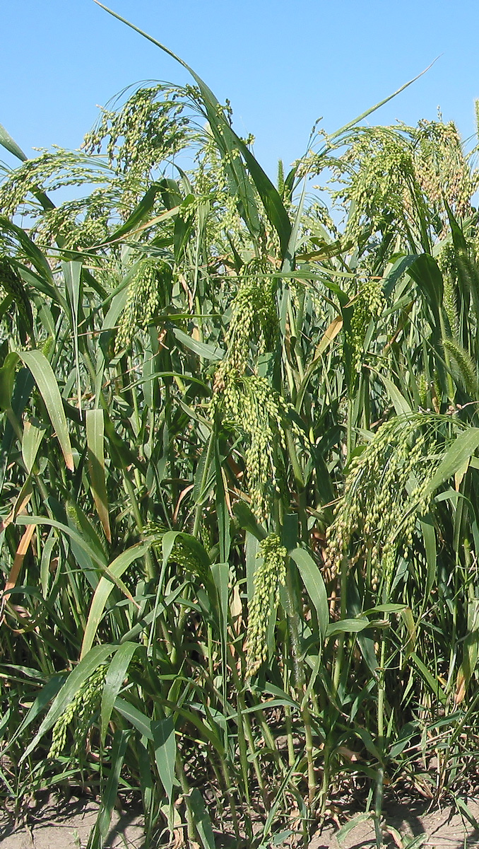 Изображение особи Panicum miliaceum.