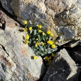 Ranunculus cadmicus ssp. cyprius