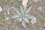 Onopordum acanthium. Вегетирующее растение. Турция, ил Агры, безымянное село на западном склоне горы Арарат. 19.04.2019.
