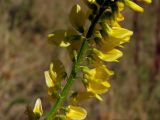 Melilotus officinalis. Часть соцветия. Магаданская обл., окр. г. Магадан, побережье бухты Нагаева, недалеко от моря разнотравная поляна. 27.09.2013.