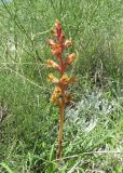 Orobanche подвид xanthostigma