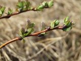 Salix fuscescens. Верхушка побега с женскими соцветиями. Магаданская обл., окр. г. Магадан, нижнее течение р. Магаданка, долинный увлажненный ивняк. 04.06.2018.