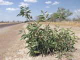 род Acacia. Вегетирующее растение. Австралия, северо-западный Квинсленд, возле трассы Burke Developmental Rd (№ 83), южнее г. Нормантон. Конец сухого сезона (сезон gurreng). 11.10.2009.