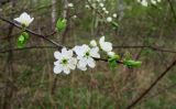 Prunus cerasifera. Веточка с аномальными цветками и разворачивающимися листьями. Московская обл., г. Электрогорск, заросли вторичного древостоя на западном берегу Стахановского озера. 06.05.2020.