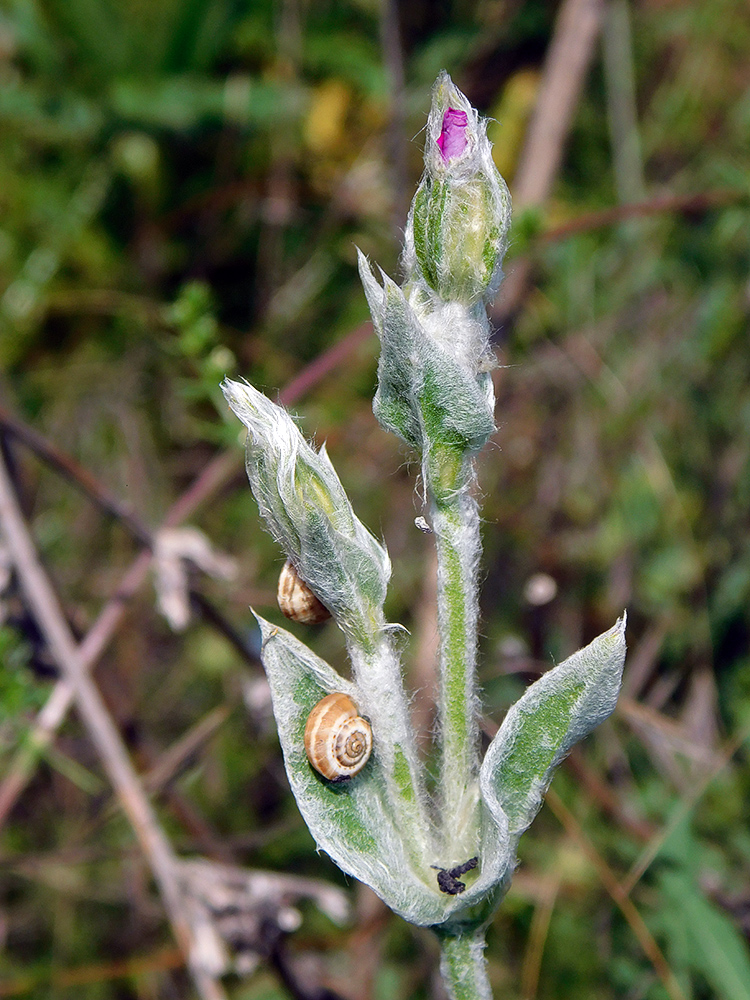 Image of Lychnis coronaria specimen.