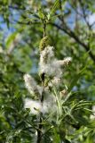 Salix viminalis. Веточка с вызревшими соплодиями. Ленинградская обл., Лужский р-н, пойма р. Луга у дер. Кемка. 09.06.2010.