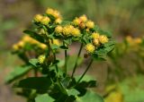 Euphorbia epithymoides