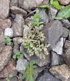 Sedum hispanicum