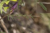 Vicia peregrina