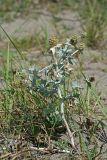 Eryngium maritimum. Цветущее растение. Республика Абхазия, г. Сухум, морской пляж. 22.08.2009.
