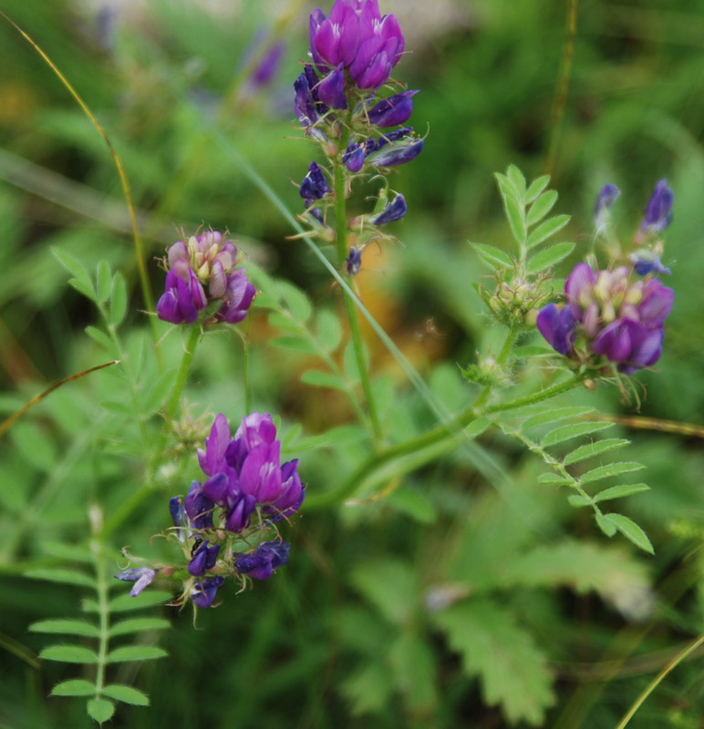 Изображение особи Astragalus davuricus.