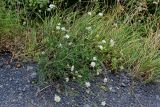 Scabiosa ochroleuca. Цветущее растение. Ингушетия, Джейрахский р-н, ур. Вовнушки, ≈ 1200 м н.у.м., подножие лугового склона, у дороги. 24.07.2022.