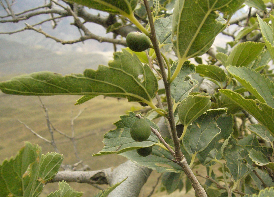 Изображение особи Celtis caucasica.