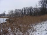 Phragmites australis. Зимующие растения на берегу болота. Курская обл., г. Железногорск. 17 декабря 2008 г.