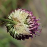 Allium sphaerocephalon. Соцветие (вид со стороны цветоноса). Испания, Бискайя, Лага (Laga), сухой луг на песке в тыловой части дюны. 07.06.2012.