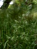 Poa angustifolia. Соцветие. Ростов-на-Дону, левый берег р. Дон. 15.05.2012.