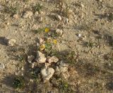 Asteriscus hierochunticus. Цветущие растения. Израиль, г. Беэр-Шева, рудеральное местообитание. 26.03.2013.