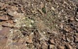 Dianthus soongoricus