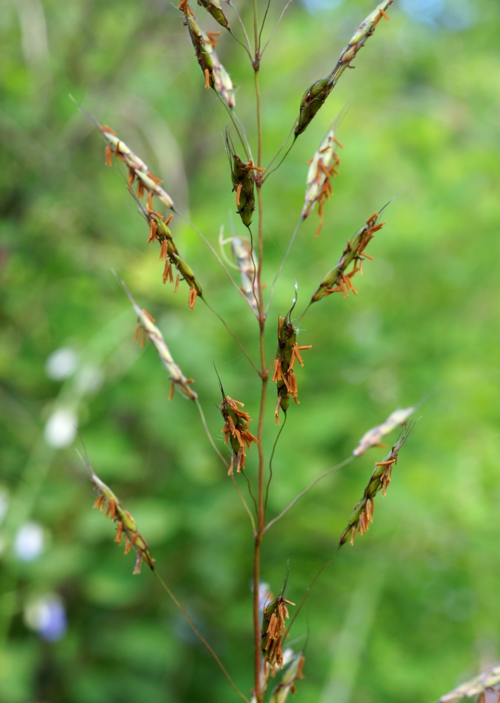 Image of Spodiopogon sibiricus specimen.