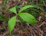 Lilium pilosiusculum