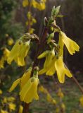 Forsythia europaea