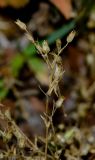 Arenaria подвид viscidula