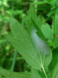 Thalictrum flavum