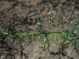 Salsola tamamschjanae