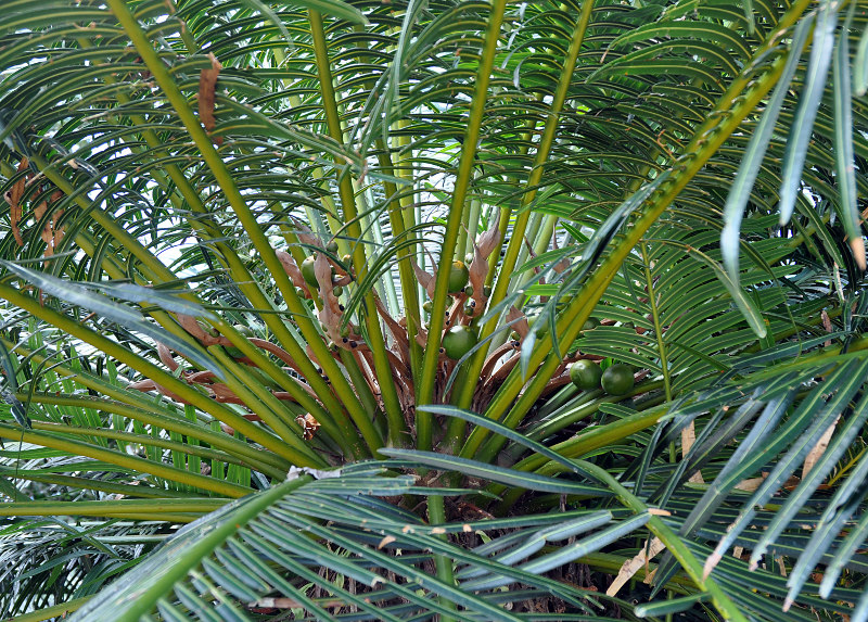 Изображение особи Cycas rumphii.