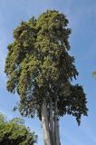 Lagunaria patersonia. Крона дерева. США, Калифорния, Санта-Барбара, в городском озеленении. 18.02.2014.