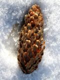 Picea pungens форма glauca. Шишка (длина - 7,5 см). Беларусь, г. Минск, декоративное озеленение. 27.02.2016.