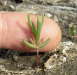 Suaeda prostrata. Ювенильное растение. Краснодарский край, пойма р. Ея у хут. Гудко-Лиманский, дно высыхающей лужи. 25.04.2016.