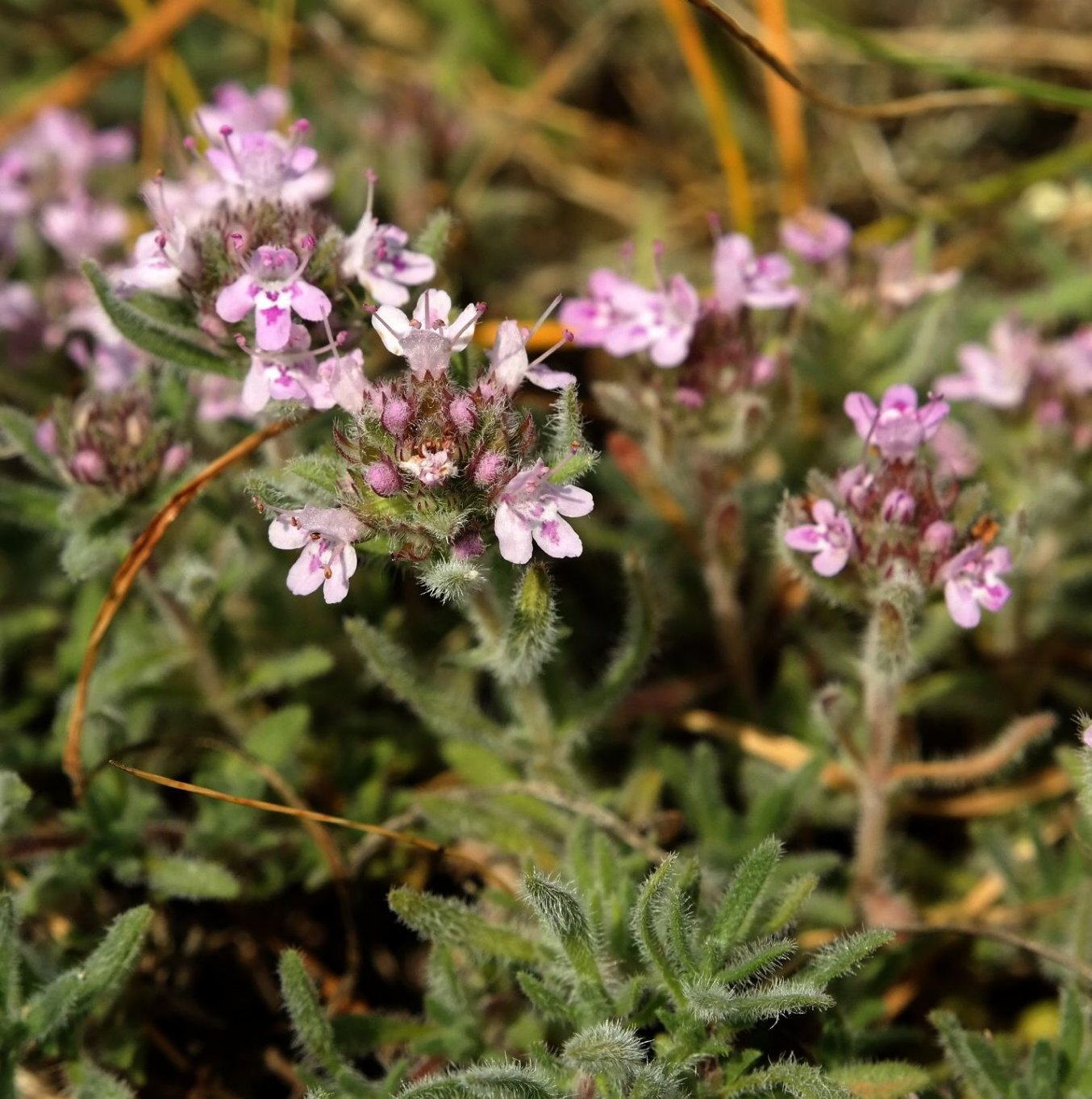 Изображение особи Thymus tauricus.