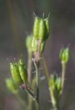 Aconitum anthoroideum