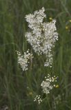 Filipendula vulgaris