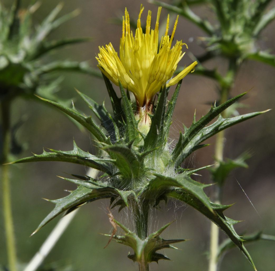 Изображение особи Carthamus lanatus.