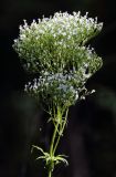 род Valeriana