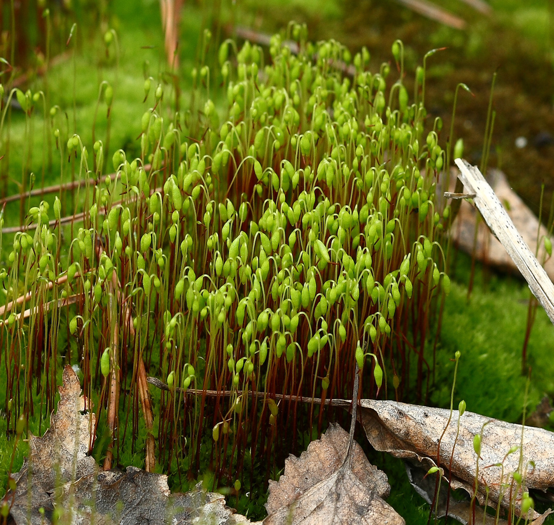 Изображение особи род Bryum.