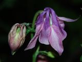 Aquilegia vulgaris