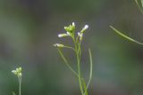 Arabidopsis thaliana