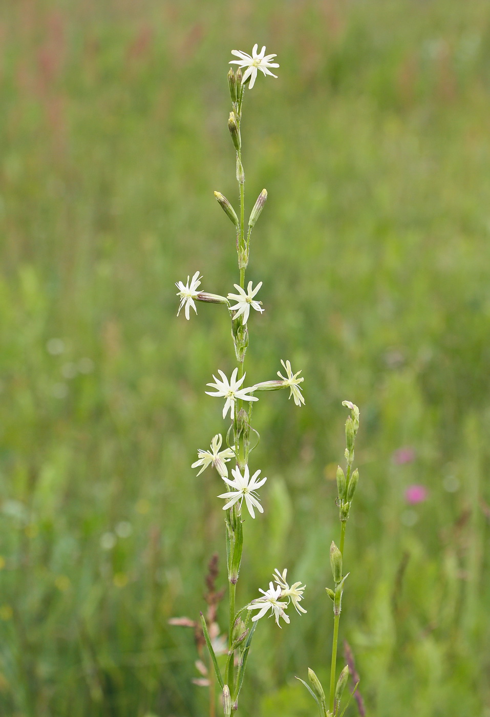 Изображение особи Silene tatarica.