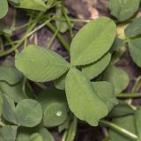 Trifolium repens