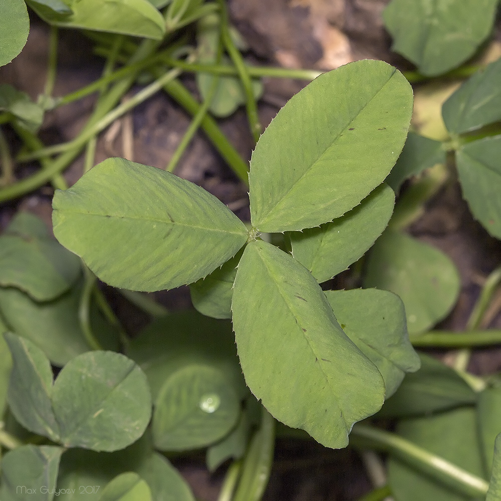 Изображение особи Trifolium repens.