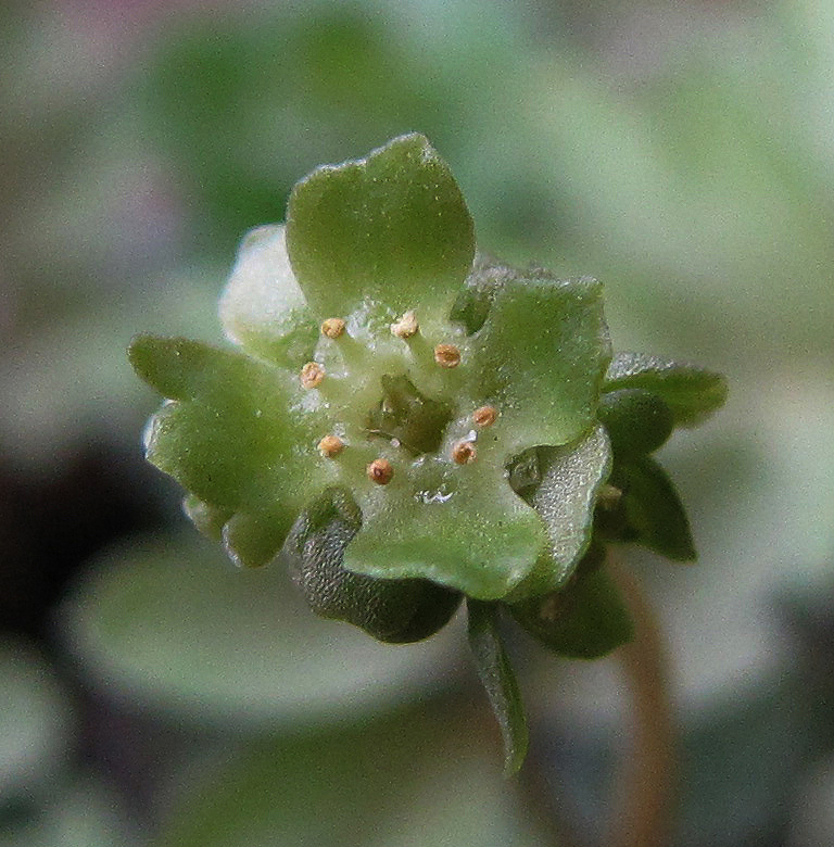 Изображение особи Adoxa moschatellina.