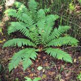 Dryopteris crassirhizoma