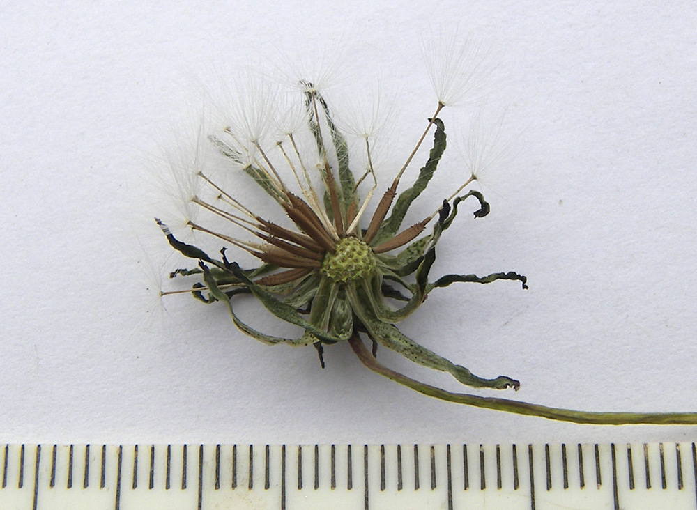 Изображение особи Taraxacum tenuisectum.